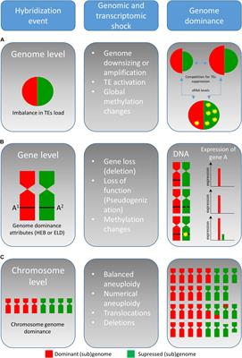 Competition of Parental Genomes in Plant Hybrids